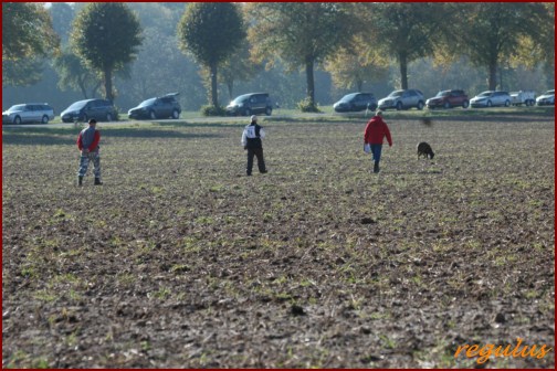 DM FH 2011